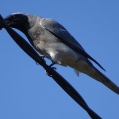 Coracina novaehollandiae (Black-faced Cuckooshrike) at Griffith, ACT - 12 Nov 2018 by roymcd