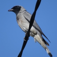 Coracina novaehollandiae at Griffith, ACT - 12 Nov 2018