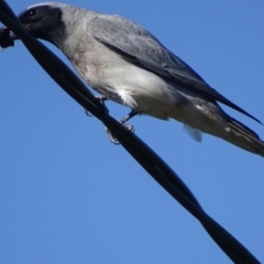 Coracina novaehollandiae at Griffith, ACT - 12 Nov 2018