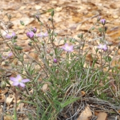Spergularia rubra (Sandspurrey) at Franklin, ACT - 27 Nov 2018 by purple66