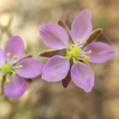 Spergularia rubra at Franklin, ACT - 27 Nov 2018 02:33 PM