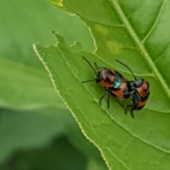 Aporocera (Aporocera) parenthetica (Leaf beetle) at Callum Brae - 27 Nov 2018 by Mike