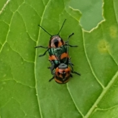 Aporocera (Aporocera) parenthetica at Jerrabomberra, ACT - 27 Nov 2018 03:39 PM