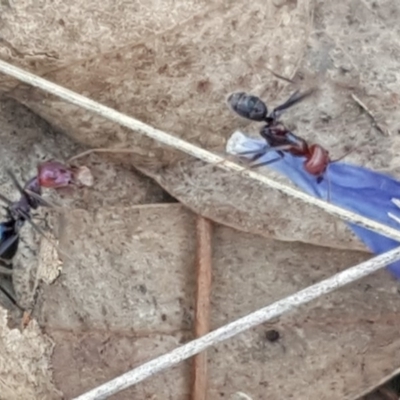 Iridomyrmex purpureus (Meat Ant) at Symonston, ACT - 27 Nov 2018 by Mike