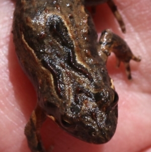 Crinia signifera at Majura, ACT - 26 Nov 2018