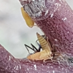 Cicadellidae (family) (Unidentified leafhopper) at Jerrabomberra, ACT - 27 Nov 2018 by Mike