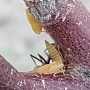 Cicadellidae (family) at Jerrabomberra, ACT - 27 Nov 2018 04:04 PM