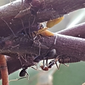 Cicadellidae (family) at Jerrabomberra, ACT - 27 Nov 2018