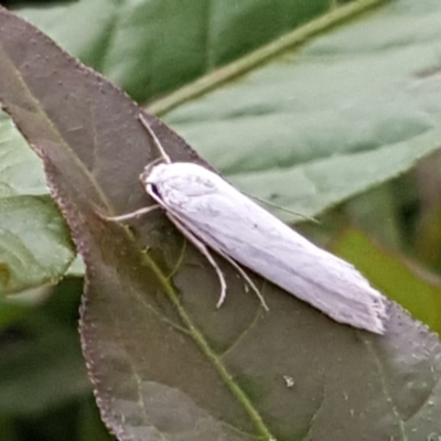 Philobota productella (Pasture Tunnel Moth) at Callum Brae - 27 Nov 2018 by Mike