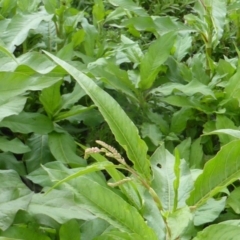 Persicaria decipiens (Slender Knotweed) at Undefined, ACT - 27 Nov 2018 by Mike