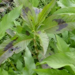 Persicaria decipiens at Undefined, ACT - 27 Nov 2018