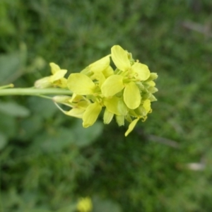 Hirschfeldia incana at Jerrabomberra, ACT - 27 Nov 2018