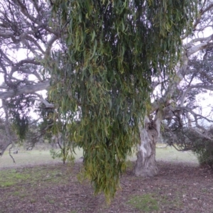 Amyema miquelii at Jerrabomberra, ACT - 27 Nov 2018 03:00 PM