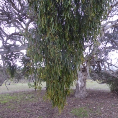 Amyema miquelii (Box Mistletoe) at Callum Brae - 27 Nov 2018 by Mike