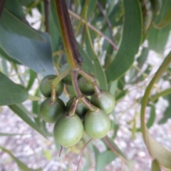 Amyema miquelii at Jerrabomberra, ACT - 27 Nov 2018 03:00 PM