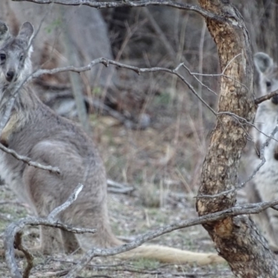 Osphranter robustus robustus (Eastern Wallaroo) at Deakin, ACT - 20 Nov 2018 by roymcd