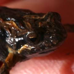 Crinia signifera (Common Eastern Froglet) at Mount Ainslie - 26 Nov 2018 by jb2602