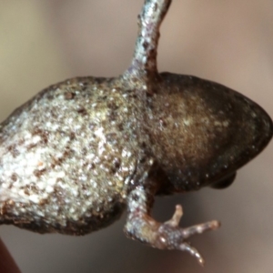 Crinia signifera at Majura, ACT - 26 Nov 2018