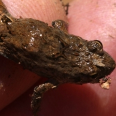 Crinia signifera (Common Eastern Froglet) at Majura, ACT - 26 Nov 2018 by jbromilow50