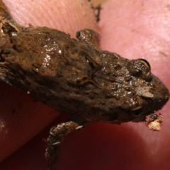 Crinia signifera (Common Eastern Froglet) at Mount Ainslie - 26 Nov 2018 by jb2602