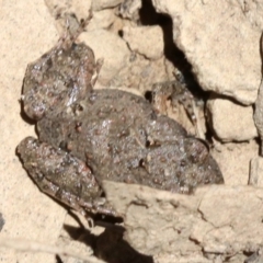 Crinia parinsignifera (Plains Froglet) at Mount Ainslie - 26 Nov 2018 by jb2602