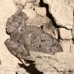 Crinia parinsignifera at Majura, ACT - 26 Nov 2018 12:33 PM