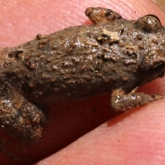 Crinia parinsignifera at Majura, ACT - 26 Nov 2018