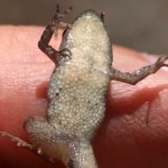 Crinia parinsignifera at Majura, ACT - 26 Nov 2018