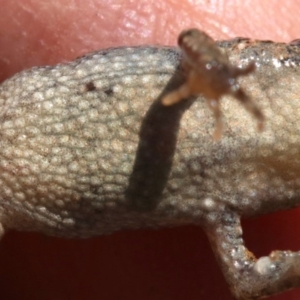 Crinia parinsignifera at Majura, ACT - 26 Nov 2018 12:33 PM