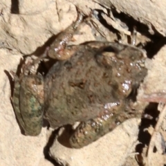 Crinia parinsignifera at Majura, ACT - 26 Nov 2018 12:33 PM