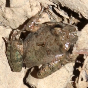 Crinia parinsignifera at Majura, ACT - 26 Nov 2018 12:33 PM