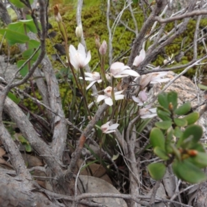 Caladenia alpina at Rendezvous Creek, ACT - suppressed