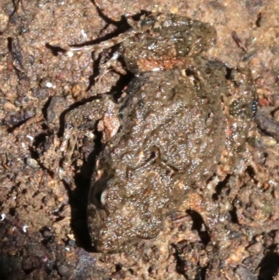 Crinia sp. (genus) (A froglet) at Majura, ACT - 26 Nov 2018 by jb2602