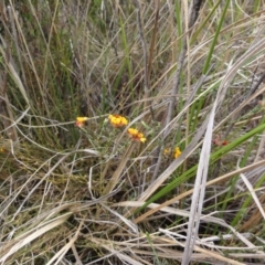 Almaleea capitata (Slender Parrot-Pea) at Rendezvous Creek, ACT - 1 Jan 2010 by gregbaines