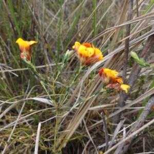 Almaleea capitata at Rendezvous Creek, ACT - 2 Jan 2010