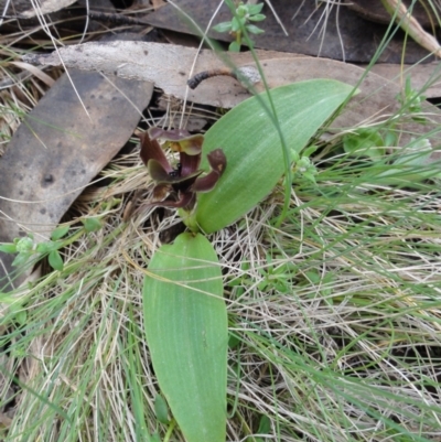 Chiloglottis valida (Large Bird Orchid) at Rendezvous Creek, ACT - 1 Jan 2010 by gregbaines