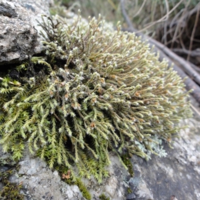 Hedwigia sp. at Rendezvous Creek, ACT - 1 Jan 2010 by gregbaines