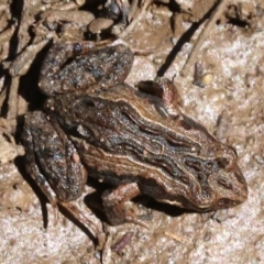 Crinia signifera (Common Eastern Froglet) at Mount Ainslie - 26 Nov 2018 by jb2602