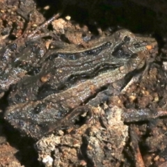 Crinia signifera at Majura, ACT - 26 Nov 2018