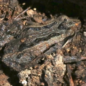 Crinia signifera at Majura, ACT - 26 Nov 2018