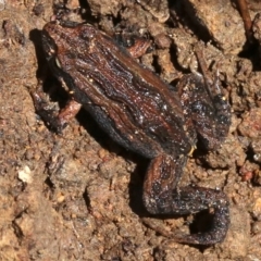 Crinia signifera at Majura, ACT - 26 Nov 2018