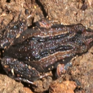 Crinia signifera at Majura, ACT - 26 Nov 2018