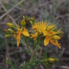 Hypericum perforatum (St John's Wort) at Mitchell, ACT - 22 Nov 2018 by michaelb