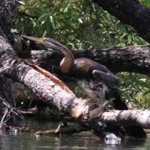 Anhinga novaehollandiae at Campbell, ACT - 25 Nov 2018