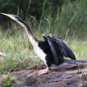 Anhinga novaehollandiae at Barton, ACT - 26 Nov 2018 06:11 PM