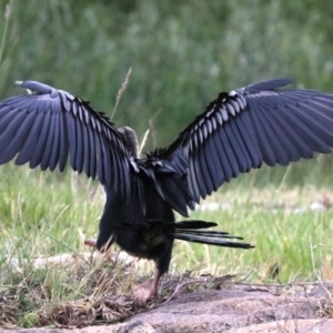 Anhinga novaehollandiae at Barton, ACT - 26 Nov 2018 06:11 PM