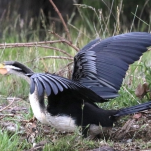 Anhinga novaehollandiae at Barton, ACT - 26 Nov 2018 06:11 PM