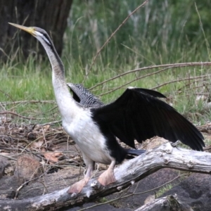 Anhinga novaehollandiae at Barton, ACT - 26 Nov 2018 06:11 PM