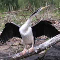 Anhinga novaehollandiae at Barton, ACT - 26 Nov 2018 06:11 PM