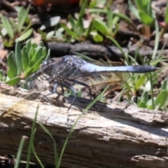 Orthetrum caledonicum (Blue Skimmer) at Mount Ainslie - 26 Nov 2018 by jb2602